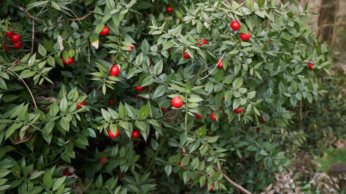Butcher’s Broom